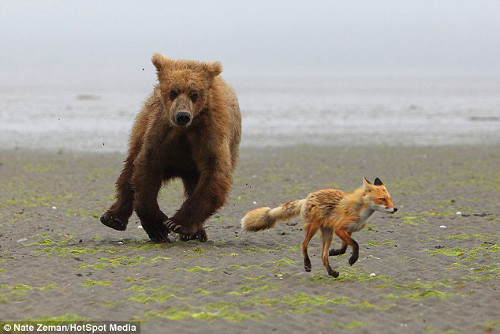 Cả hai cứ đuổi nhau, chạy vòng tròn trên bãi cát.