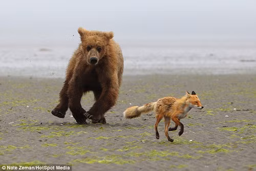 Cả hai cứ đuổi nhau, chạy vòng tròn trên bãi cát.