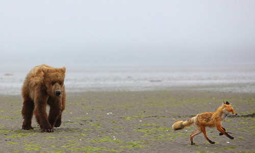 Gấu nâu to béo không thể đuổi kịp cáo nhỏ tinh nhanh.