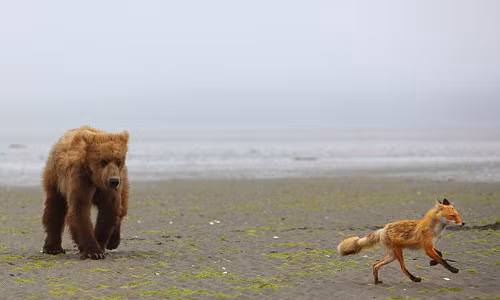 Gấu nâu to béo không thể đuổi kịp cáo nhỏ tinh nhanh.