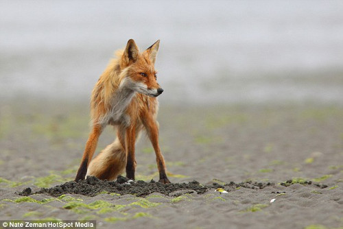 Nhưng nó cũng không quên cảnh giác mỗi khi gấu nâu tới gần.