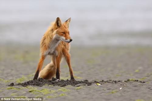 Nhưng nó cũng không quên cảnh giác mỗi khi gấu nâu tới gần.