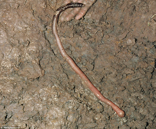 Giun đất khổng lồ Gippsland là một loài giun đất bản địa ở Australia. Những con giun đất khổng lồ dài trung bình 1 m và có thể đạt tới 3 m, có đường kính 2 cm. Việc khai thác thuộc địa của châu Âu đã dẫn đến sự suy giảm giun đất khổng lồ Gippsland và khiến nó là một loài cần được bảo vệ.