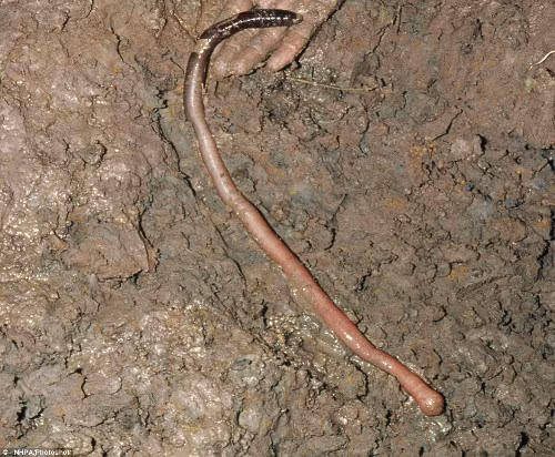 Giun đất khổng lồ Gippsland là một loài giun đất bản địa ở Australia. Những con giun đất khổng lồ dài trung bình 1 m và có thể đạt tới 3 m, có đường kính 2 cm. Việc khai thác thuộc địa của châu Âu đã dẫn đến sự suy giảm giun đất khổng lồ Gippsland và khiến nó là một loài cần được bảo vệ.