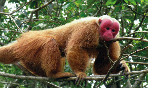 Khỉ mặt đỏ Uakari. Loài khỉ này không những mặt đỏ mà còn bị hói đầu. Chúng có nguy cơ tuyệt chủng cao vì thường xuyên bị săn bắt để lấy thịt hoặc sử dụng để làm mồi nhử cho các động vật lớn hơn.