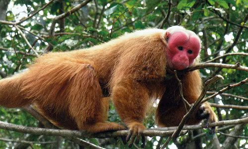 Khỉ mặt đỏ Uakari. Loài khỉ này không những mặt đỏ mà còn bị hói đầu. Chúng có nguy cơ tuyệt chủng cao vì thường xuyên bị săn bắt để lấy thịt hoặc sử dụng để làm mồi nhử cho các động vật lớn hơn.