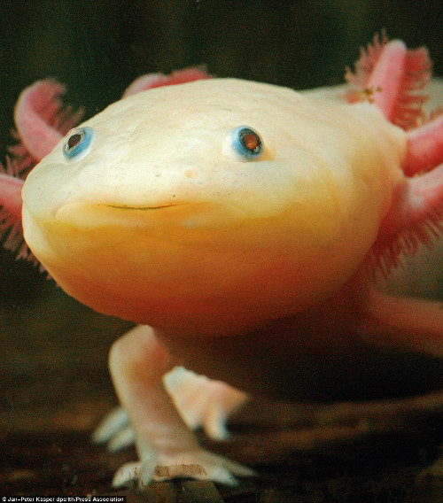 Kỳ nhông Axolotl. Loài kỳ nhông này được biết đến với cái tên "quái vật dưới nước". Loài kỳ nhông này có thể sống trong bể nuôi thủy sinh, bể cá hay trong phòng thí nghiệm. Nếu môi trường sống khô, cạn hết nước, chúng có thể biến thành một dạng có thể đi lang thang tìm môi trường mới.
