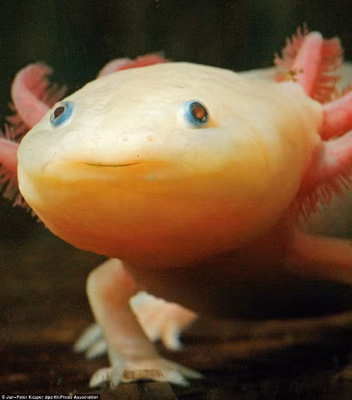 Kỳ nhông Axolotl. Loài kỳ nhông này được biết đến với cái tên "quái vật dưới nước". Loài kỳ nhông này có thể sống trong bể nuôi thủy sinh, bể cá hay trong phòng thí nghiệm. Nếu môi trường sống khô, cạn hết nước, chúng có thể biến thành một dạng có thể đi lang thang tìm môi trường mới.