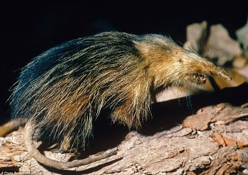 Chuột Cuban là một trong số ít loài động vật có vú có nọc độc. Nọc độc của chúng được tiết ra từ nước bọt nhằm vô hiệu hóa con mồi. Tuy nhiên, loài này cũng có nguy cơ tuyệt chủng cao vì chúng là con mồi thường xuyên của chó, mèo và cầy mangut.