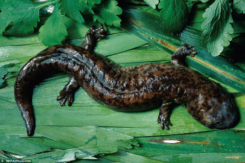  Kỳ giông khổng lồ Trung Quốc là loài kỳ giông lớn nhất thế giới, dài đến 180 cm. Chúng là loài đặc hữu ở các suối núi đá và hồ ở Trung Quốc, nó được xem là loài cực kỳ nguy cấp do sự phá hủy môi trường sống, nạn ô nhiễm, khai thác quá mức cũng như nó được xem là loài bổ dưỡng và làm thuốc bắc.