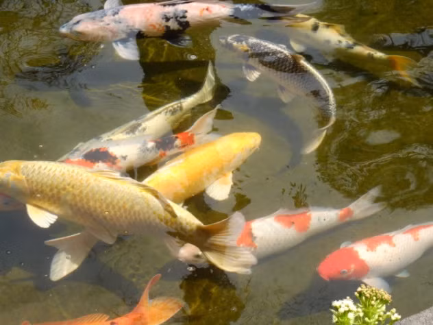 Cá chép Koi là loài cá rực rỡ mang tính biểu tượng, thể hiện cho vẻ đẹp và sự duyên dáng trong khi cá giếc Gibel lại có lưng gù với màu xám đơn giản nhưng cả hai đều là hậu duệ của cá giếc Gibel hoang dã.