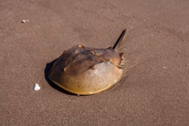 Những con sam biển có thể lớn đến kích thước 0,6m và thường bị nhầm là cua trong hàng trăm năm qua. Tuy nhiên, qua nghiên cứu, người ta đã chứng minh được nó thuộc họ nhện.