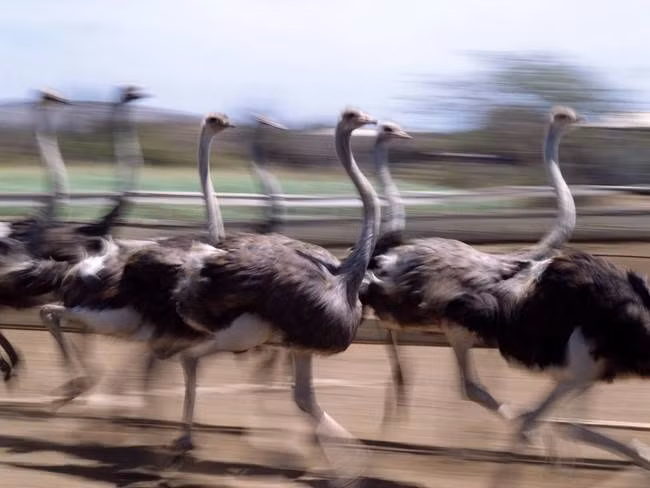 Khi tăng tốc tối đa, một con chim đà điểu có thể chạy sánh ngang với một chú ngựa.