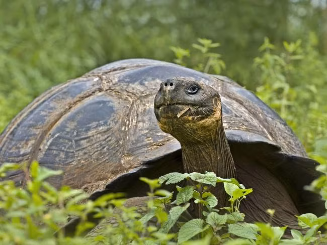 Một con rùa Galapagos có thể thọ tới hơn 150 năm tuổi. Hơn nữa, chúng còn có thể sống sót trong cả một năm mà không có thức ăn hoặc nước, ngủ tới 16 giờ một ngày.