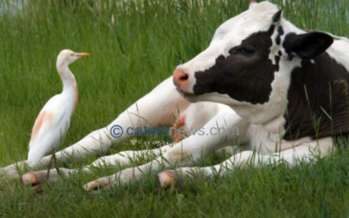 Con bò dường như đã tìm thấy người bạn tốt - con diệc trắng.