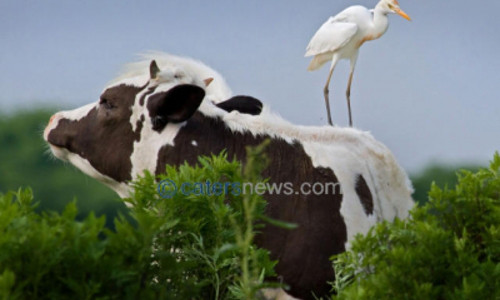 Có lúc diệc trắng còn nhảy lên lưng bò.