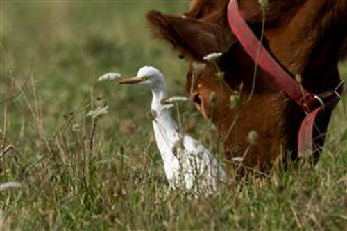 Nó không hề run sợ trước con bò to hơn nó nhiều lần.