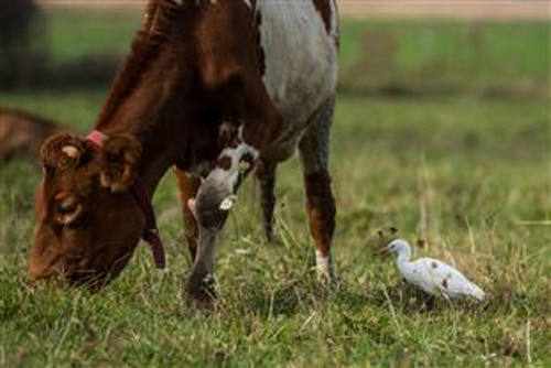Bò nâu đi đến đâu, diệc trắng lại đi theo đến đó.