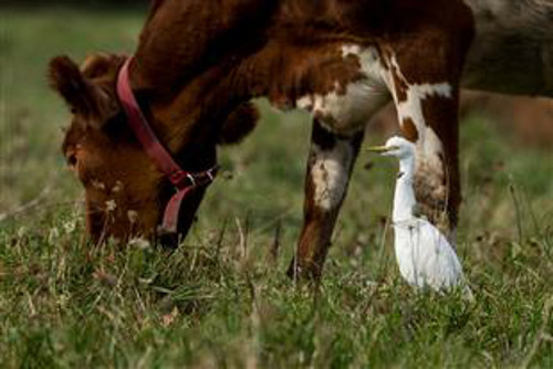 Một con diệc trắng khác cứ tha thẩn cạnh con bò nâu gặm cỏ.