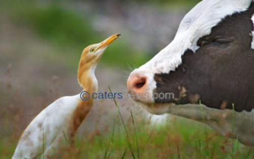 Bò dường như đã ngủ say trong khi diệc trắng vẫn mải mê ngắm cảnh.