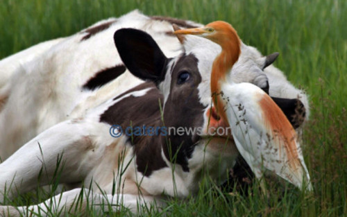 Đôi bạn cùng nhau ngắm cảnh đồng cỏ.