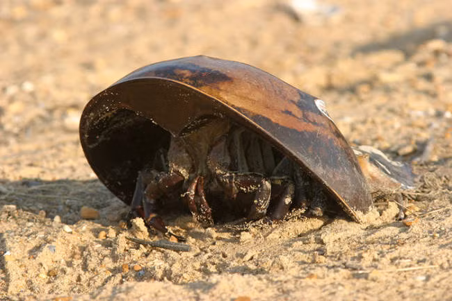 Cua - một trong những loài động vật giáp xác có mặt trên trái đất từ sớm.