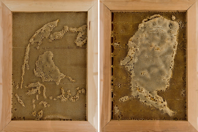 Hàng loạt thao tác tác động đến hành vi của đàn ong, khiến chúng tạo ra một lớp sáp rất giống hình ảnh của một chiếc bản đồ thế giới.