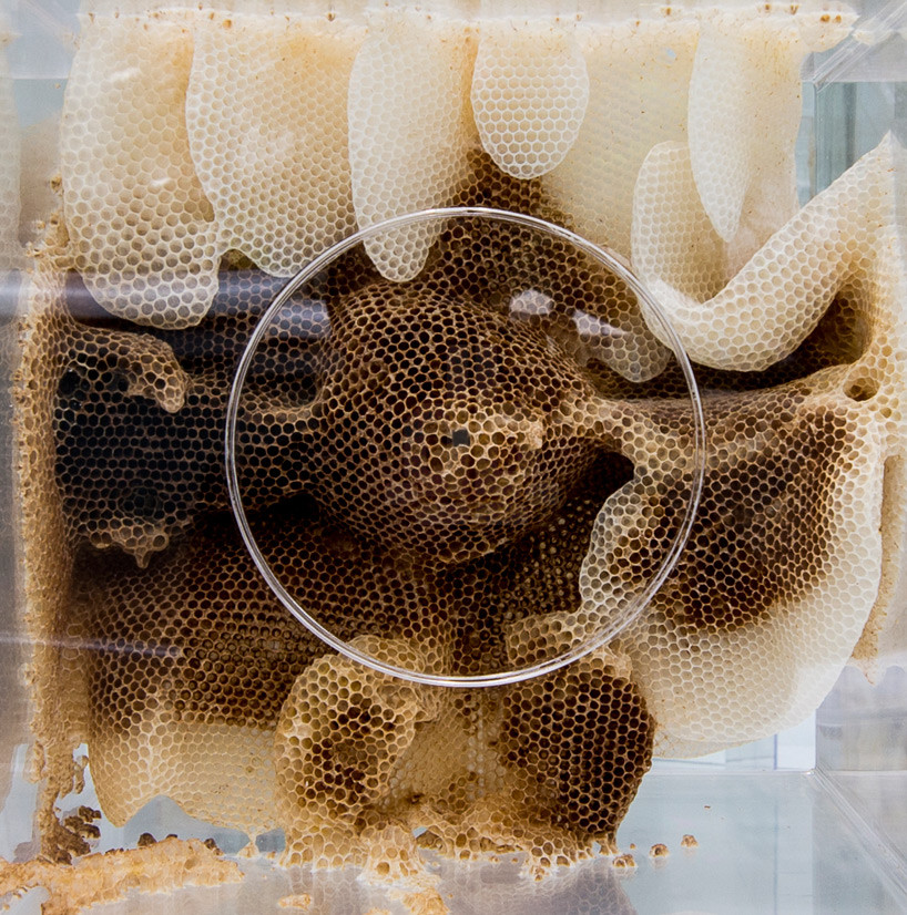 Sự tương tác giữa con người và đàn ong không chỉ mang ý nghĩa vật lý đơn giản mà còn thể hiện sự tương quan và tính tương phản giữa 2 lực lượng.