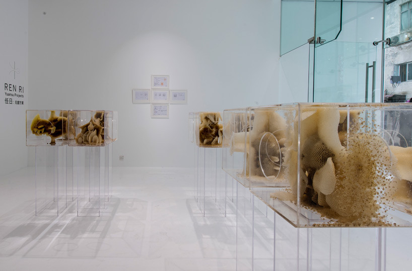 Để có được những tổ ong "ngoài hành tinh" này, người nuôi ong Ren Ri đã để một con ong chúa ngay chính giữa hộp kính và cho phép các con ong thợ xây tổ quanh ong chúa trong suốt 7 ngày trước khi thay đổi vị trí của chiếc hộp.