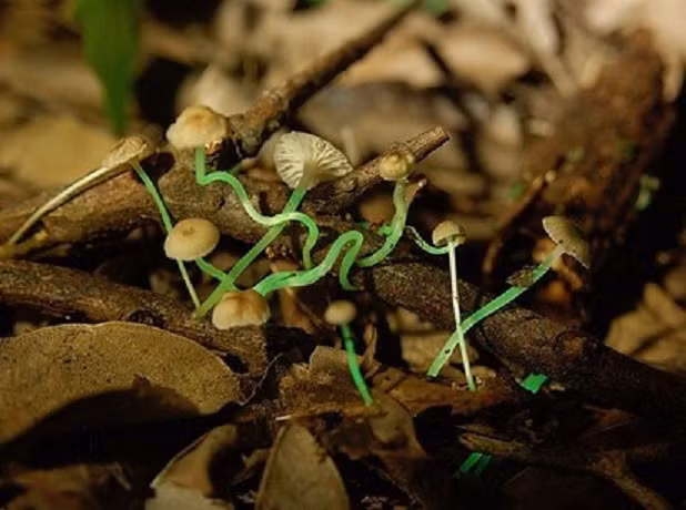 Nấm Mycena luxaeterna được tìm thấy ở những nơi vừa sâu vừa tối của rừng mưa Brazil và đây chỉ là một trong số hàng chục loài nấm phát sáng rạng rỡ được trình bày chi tiết trong nghiên cứu Mycologia năm 2010.