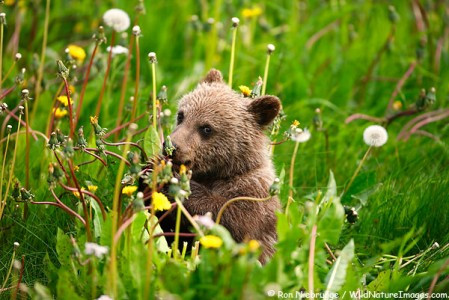 Vì vậy, gấu xám Bắc Mỹ vẫn được coi là người họ hàng thật sự thân thiết với loài gấu nâu nâu Siberia và đông bắc châu Âu.