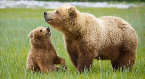 Gấu xám Bắc Mỹ (tên khoa học Ursus arctos horribilis) có nhiều tên gọi khác nhau, như gấu đầu bạc, gấu xám, hoặc gấu nâu Bắc Mỹ. Đây là một phân loài của gấu nâu (Ursus arctos) thường sống ở vùng núi cao ở miền Tây Bắc Mỹ.