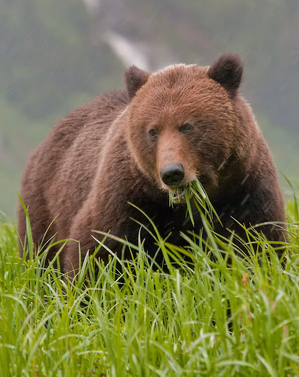 Dù được xếp là động vật ăn thịt nhưng chế độ ăn uống của gấu xám lại rất đa dạng. Chúng ăn cả thực vật như cỏ, hoa màu, chồi non, quả mọng. Thậm chí, chúng còn ăn cả bướm đêm để thỏa mãn nhu cầu thực phẩm rất cao của mình.