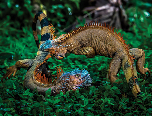 Những con kỳ nhông có kích thước khác nhau. Loài kỳ nhông lớn nhất là kỳ nhông khổng lồ Trung Quốc, dài hơn 1,8m và nặng tới 63,5kg. Trong khi đó loài kỳ nhông nhỏ nhất chỉ dài vỏn vẹn 2,8cm. Kỳ nhông nhìn giống thằn lằn, cũng có cơ thể dài và mỏng nhưng khác ở chỗ, con kỳ nhông có bộ da mịn và bóng hơn thằn lằn.