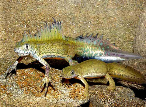 Tùy thuộc vào từng giống loài, những con kỳ nhông cái có thể đẻ từ một, hai cho đến hàng trăm quả trứng trong một mùa sinh sản.