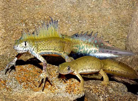 Tùy thuộc vào từng giống loài, những con kỳ nhông cái có thể đẻ từ một, hai cho đến hàng trăm quả trứng trong một mùa sinh sản.