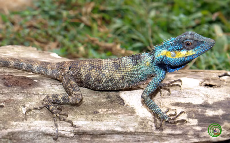 Một số loài kỳ nhông có màu sáng, một số khác thì không. Màu sắc của nó phụ thuộc vào số lượng sắc tố da mà nó có. Những con kỳ nhông có màu nhợt nhạt thường dành phần lớn thời gian trốn dưới lòng đất hoặc trong các hang tối. Màu sắc cơ thể của kỳ nhông, đặc biệt là những con kỳ nhông màu sắc sặc sỡ thì có thể là kỳ nhông độc. Da của chúng được bao phủ bởi một chất nhầy có vị đắng khiến kẻ thù không thể ăn thịt được nó.