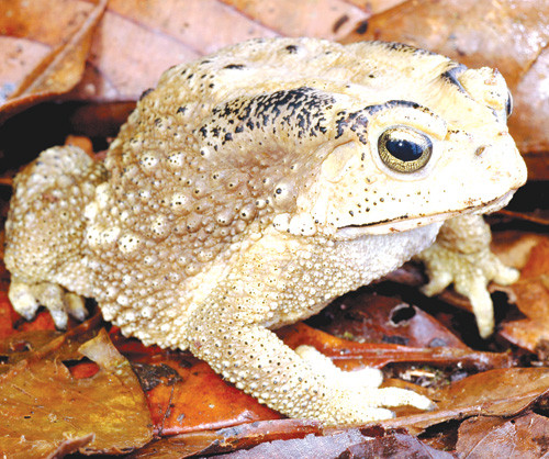 Cóc thường hoạt động về đêm. Ban ngày chúng ở trong hang dưới đất, ban đêm chúng mới ra ngoài để ăn côn trùng.