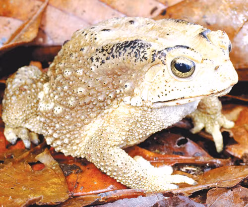 Cóc thường hoạt động về đêm. Ban ngày chúng ở trong hang dưới đất, ban đêm chúng mới ra ngoài để ăn côn trùng.
