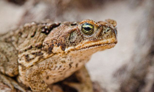 Cóc sẽ ngủ đông trong suốt những tháng mùa đông giá lạnh.