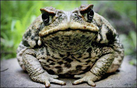 Cóc mía có nguồn gốc từ Trung và Nam Mỹ. Chúng được đưa đến Australia để diệt trừ các loài bọ cánh cứng gây hại ở các đồn điền mía. Tuy nhiên, chính cóc mía giờ đây lại trở thành một loài vật gây hại đang lan rộng ở đất nước này.