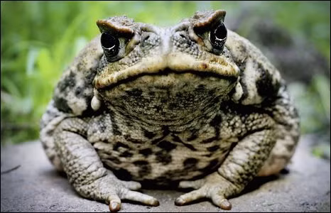 Cóc mía có nguồn gốc từ Trung và Nam Mỹ. Chúng được đưa đến Australia để diệt trừ các loài bọ cánh cứng gây hại ở các đồn điền mía. Tuy nhiên, chính cóc mía giờ đây lại trở thành một loài vật gây hại đang lan rộng ở đất nước này.