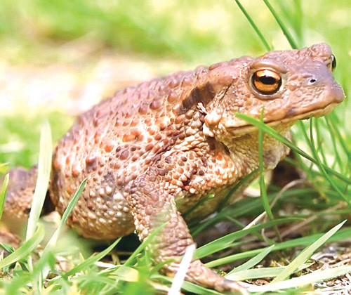 Cóc có 2 tuyến mang tai nằm ở phía sau đầu. Nhìn chung, da cóc và 2 tuyến mang tai này đều chứa chất độc. Chất độc này sẽ được cóc tiết ra khi nó cảm thấy bị đe dọa. Chất độc này có tác động khác nhau ở những loài vật khác nhau. Một số có thể bị tấy rát ở mắt và miệng nhưng ở một số khác, chất độc này thậm chí còn gây chết người.