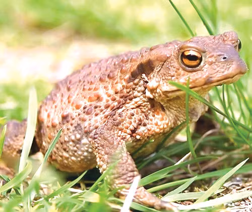 Cóc có 2 tuyến mang tai nằm ở phía sau đầu. Nhìn chung, da cóc và 2 tuyến mang tai này đều chứa chất độc. Chất độc này sẽ được cóc tiết ra khi nó cảm thấy bị đe dọa. Chất độc này có tác động khác nhau ở những loài vật khác nhau. Một số có thể bị tấy rát ở mắt và miệng nhưng ở một số khác, chất độc này thậm chí còn gây chết người.