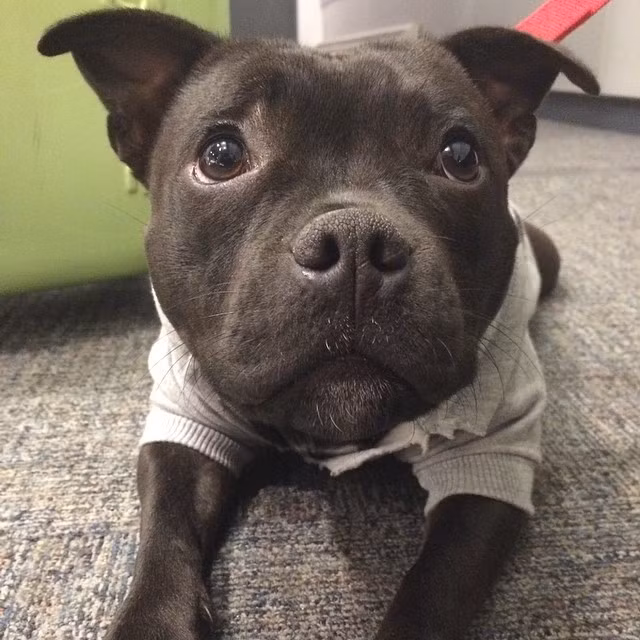 Cận cảnh gương mặt của chó Pit Bull có tên là Noodlez.