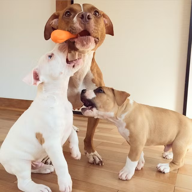 Ba con chó tranh nhau thổi bóng.