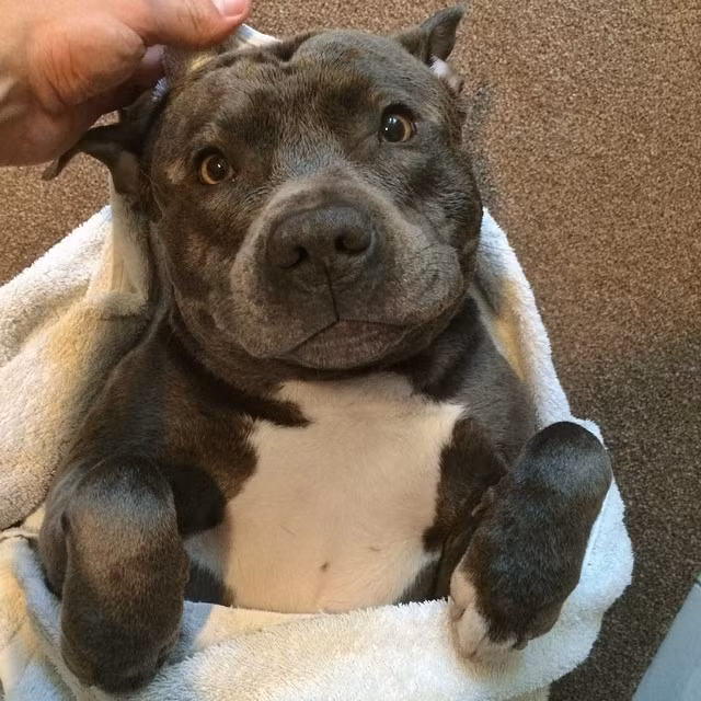 Gương mặt vừa ngốc vừa dễ thương này dường như đang muốn nịnh nọt để chủ nhân xoa bụng cho nó.