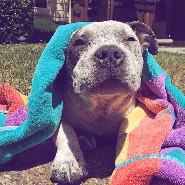 Tắm nắng với khuôn mặt cực yêu.