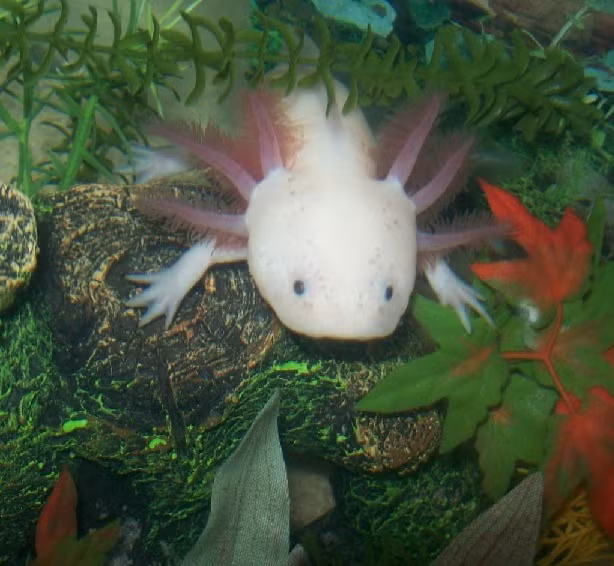 Nếu muốn nuôi một con kỳ giông, bạn cần biết rằng đó là loài ăn thịt. Chúng có thể ăn nòng nọc, côn trùng mềm, sâu và cả cá nhỏ hoặc những miếng nhỏ thịt sống.