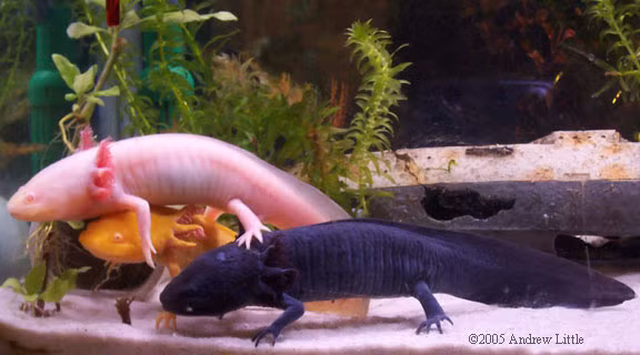 Kỳ nhông Mexico thách thức các nhà khoa học với khả năng tái tạo cơ thể vô cùng hoàn hảo. Không chỉ có khả năng tái mọc chi và đuôi, loài kỳ nhông này còn có khả năng tự phục hồi trái tim và bộ não của chúng.